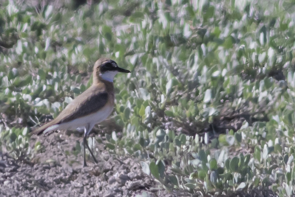 Greater Sand-Plover